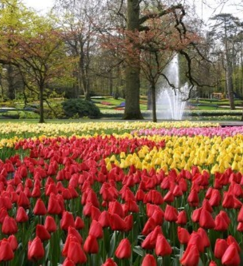 GIARDINO KEUKENOF, DOVE SBOCCIA LA PRIMAVERA