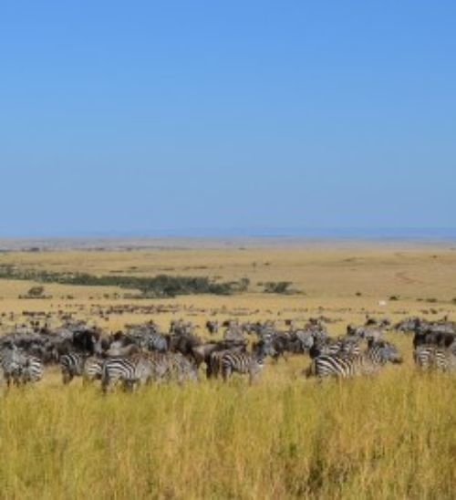 Safari in Sudafrica, un viaggio emozionante come pochi